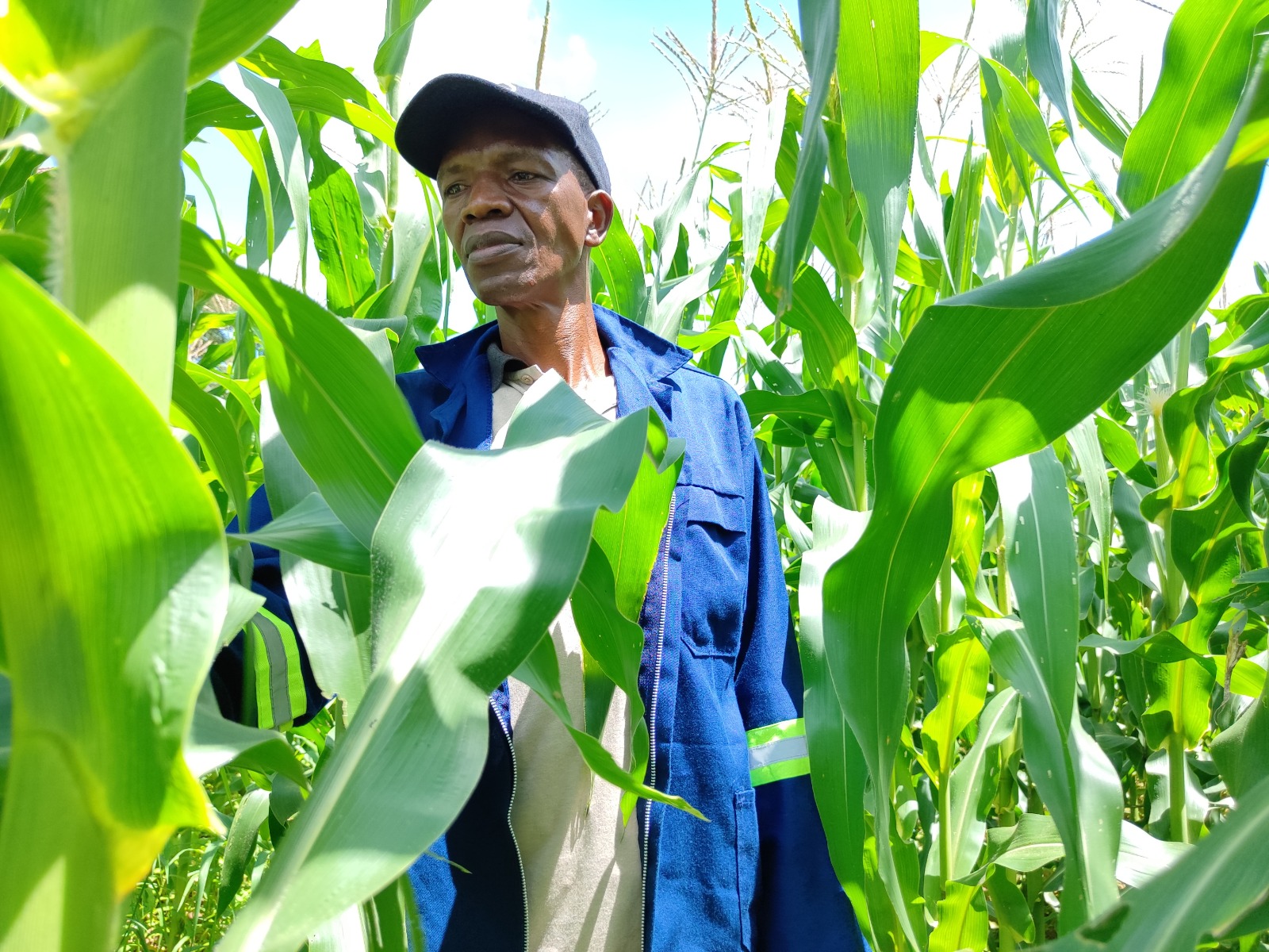 Successful Farm Fields
